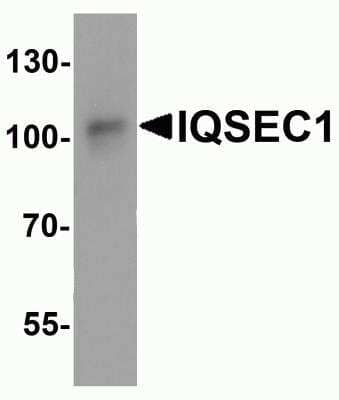 Western Blot: IQSEC1 AntibodyBSA Free [NBP2-81958]