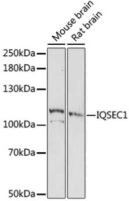 Western Blot: IQSEC1 AntibodyAzide and BSA Free [NBP2-94763]