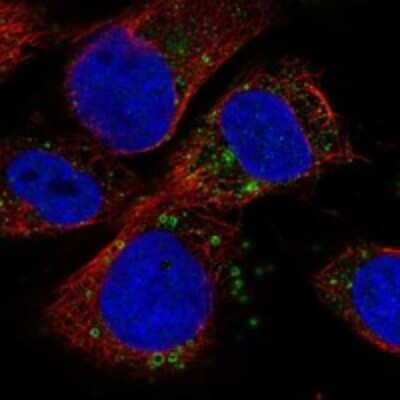 Immunocytochemistry/ Immunofluorescence: IQSEC2 Antibody [NBP3-17388]