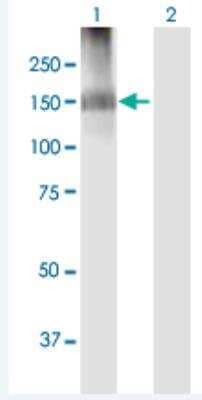 Western Blot: IQSEC2 Antibody [H00023096-B01P-50ug]