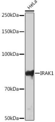 Western Blot: IRAK1 Antibody (1H5U0) [NBP3-16415]