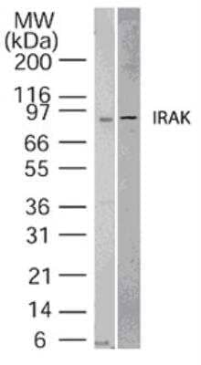 Western Blot: IRAK1 Antibody [NB100-56699]