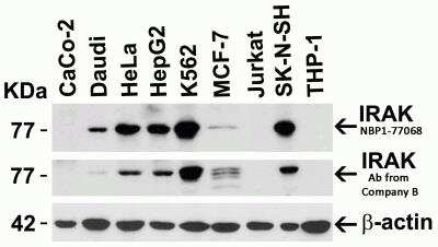 Western Blot: IRAK1 AntibodyBSA Free [NBP1-77068]