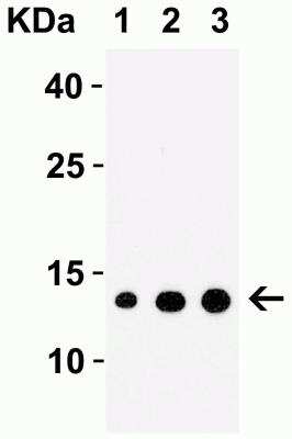 Western Blot: IRAK1 AntibodyBSA Free [NBP1-77068]