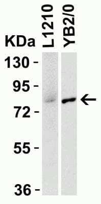 Western Blot: IRAK1 AntibodyBSA Free [NBP1-77068]