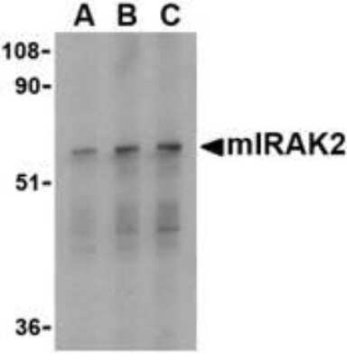 Western Blot: IRAK2 AntibodyBSA Free [NBP1-76641]