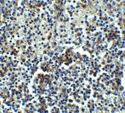Immunohistochemistry-Paraffin: IRAK3 Antibody - BSA Free [NBP1-76782]