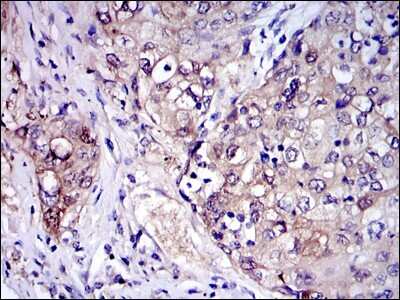 Immunohistochemistry-Paraffin: IRAK4 Antibody (2H9) - BSA Free [NBP2-37575]