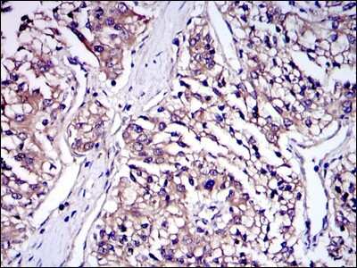 Immunohistochemistry-Paraffin: IRAK4 Antibody (2H9) - BSA Free [NBP2-37575]