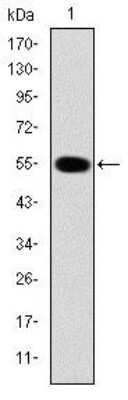 Western Blot: IRAK4 Antibody (2H9)BSA Free [NBP2-37575]