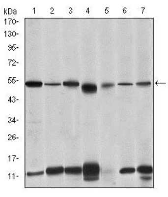 Western Blot: IRAK4 Antibody (2H9)BSA Free [NBP2-37575]