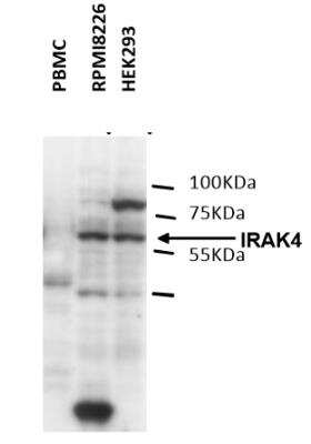 Western Blot: IRAK4 Antibody (6F8) [DDX0340P-100]