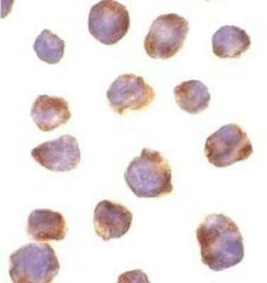 Immunocytochemistry/ Immunofluorescence: IRAK4 Antibody - BSA Free [NBP1-77231]