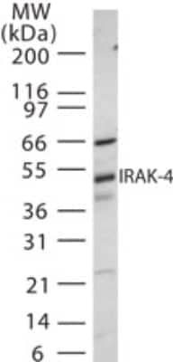 Western Blot: IRAK4 Antibody [NB500-597]