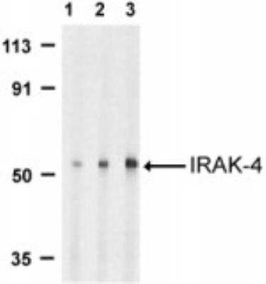 Western Blot: IRAK4 AntibodyBSA Free [NBP1-77231]