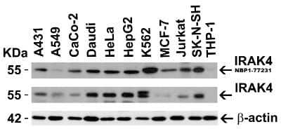 Western Blot: IRAK4 AntibodyBSA Free [NBP1-77231]