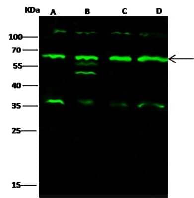 Western Blot: IRAK4 Antibody [NBP2-99534]