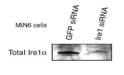 Western Blot: IRE1 alpha Antibody [NB100-2324]