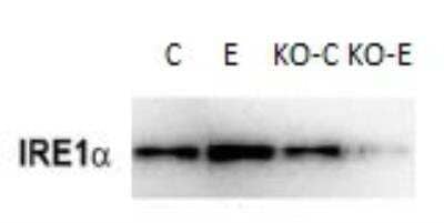 Western Blot: IRE1 alpha Antibody [NB100-2324]