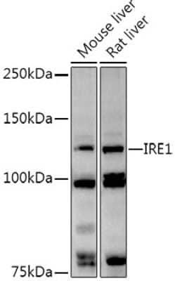 Western Blot: IRE1 alpha AntibodyAzide and BSA Free [NBP2-95252]