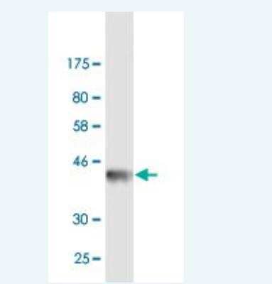 Western Blot: IRF1 Antibody (1C1) [H00003659-M02]