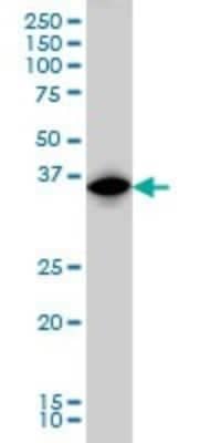 Western Blot: IRF1 Antibody (2E4) [H00003659-M01]