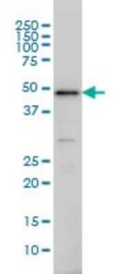 Western Blot: IRF2 Antibody (3B5) [H00003660-M02]