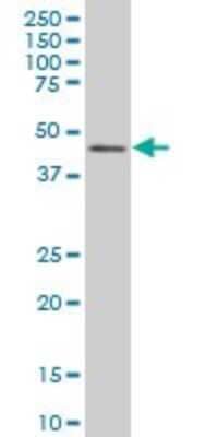 Western Blot: IRF2 Antibody (3D6) [H00003660-M01]