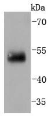 Western Blot: IRF2 Antibody (JJ088-0) [NBP2-67870]