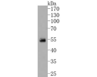 Western Blot: IRF2 Antibody (JJ088-0) [NBP2-67870]