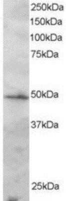 Western Blot: IRF2 Antibody [NB100-1089]