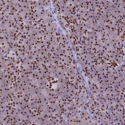 Immunohistochemistry-Paraffin: IRF2BP1 Antibody [NBP2-14127]