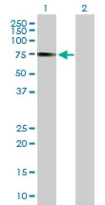 Western Blot: IRF2BP1 Antibody [H00026145-B01P]