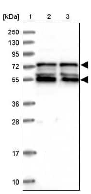 Western Blot: IRF2BP1 Antibody [NBP2-14127]