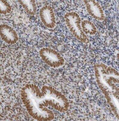 Immunohistochemistry-Paraffin: IRF2BP2 Antibody [NBP1-93674]