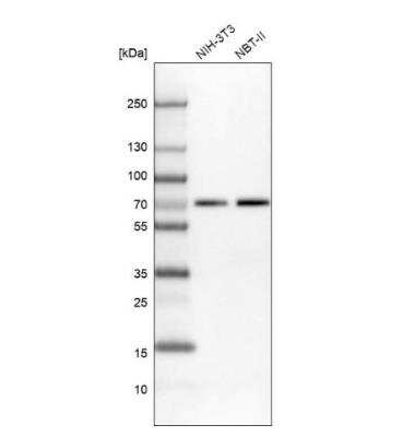 Western Blot: IRF2BP2 Antibody [NBP1-93674]