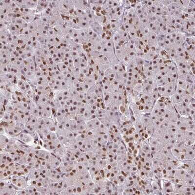 Immunohistochemistry-Paraffin: IRF2BPL Antibody [NBP2-14712]