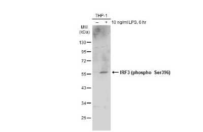 Western Blot: IRF3 [p Ser396] Antibody [NBP3-13379]