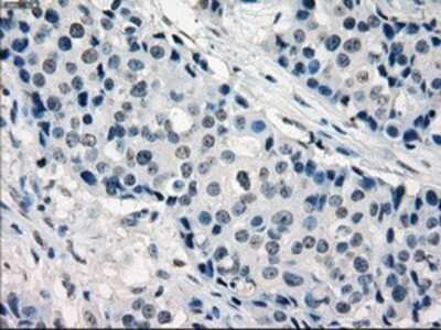 Immunohistochemistry-Paraffin: IRF3 Antibody (OTI2G3) [NBP1-47812]