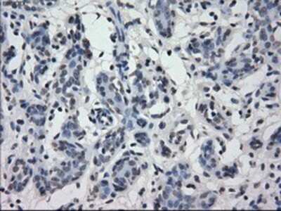 Immunohistochemistry-Paraffin: IRF3 Antibody (OTI2G3) [NBP1-47812]