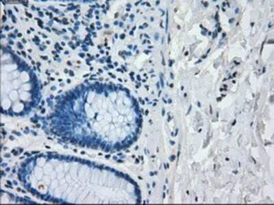 Immunohistochemistry-Paraffin: IRF3 Antibody (OTI2G3) [NBP1-47812]