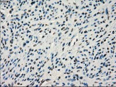 Immunohistochemistry-Paraffin: IRF3 Antibody (OTI2G3) [NBP1-47812]
