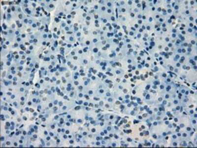 Immunohistochemistry-Paraffin: IRF3 Antibody (OTI2G3) [NBP1-47812]