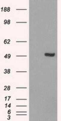 Western Blot: IRF3 Antibody (OTI2G3) [NBP1-47812]