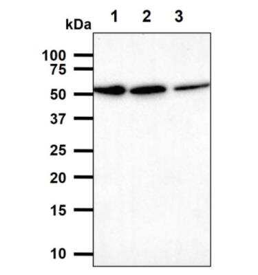 Western Blot: IRF3 Antibody (3F10)BSA Free [NBP1-04308]