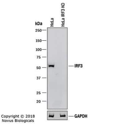 Knockout Validated: IRF3 Antibody (3F10) - BSA Free [NBP1-04308]