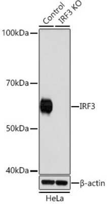 Knockout Validated: IRF3 Antibody (8D3Y4) [NBP3-15877]