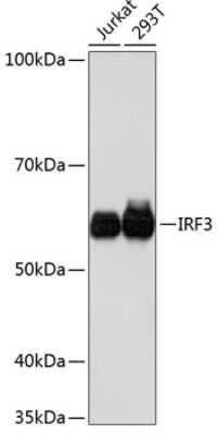 Western Blot: IRF3 Antibody (8D3Y4) [NBP3-15877]