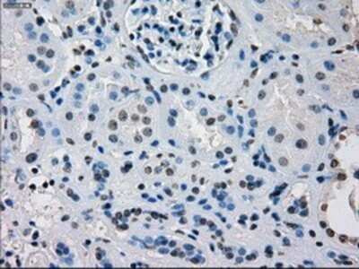 Immunohistochemistry: IRF3 Antibody (OTI2G3) - Azide and BSA Free [NBP2-71042]