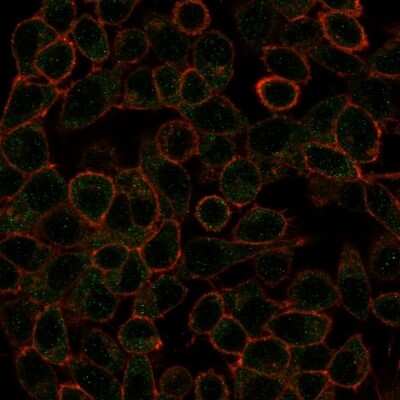 Immunocytochemistry/ Immunofluorescence: IRF3 Antibody (PCRP-IRF3-1E6) [NBP3-07529]